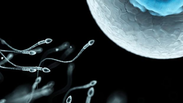 Zaadkwaliteit daalt wereldwijd: wat mannen zelf kunnen doen