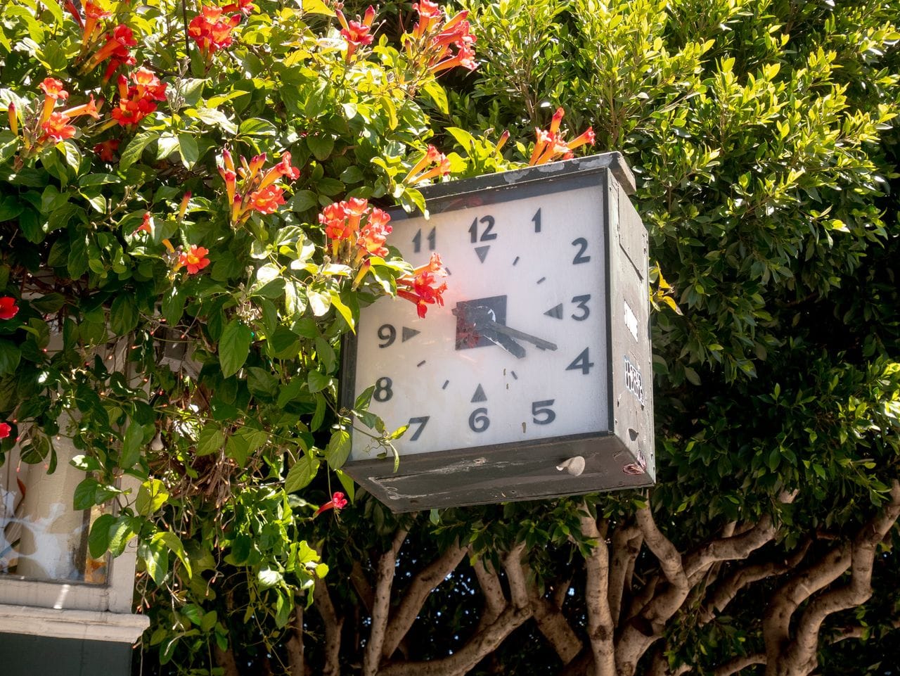 Photo of a square clock with hands set at 4:20. Clock surrounded by trees and flowers and protruding from the corner of a building.