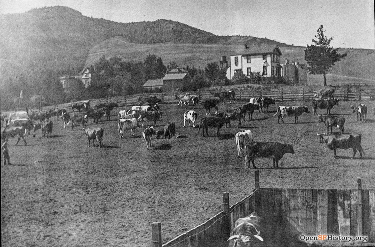 Lange family dairy with dozens of grazing cows.