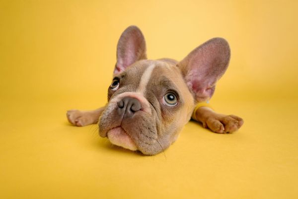 Perro como espejo bio-emocional y tecnología de co-regulación emocional para la salud mental.