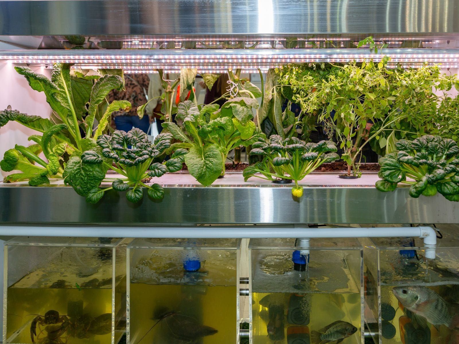 An aquaponics setup comprising plants and fish