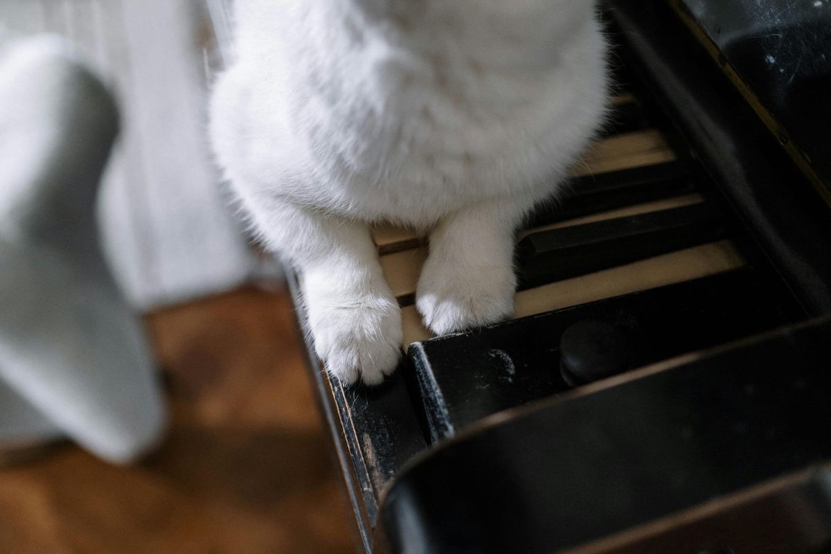 Understanding Sound Intensity: Simplified Guide to Hearing Range in Humans and Animals