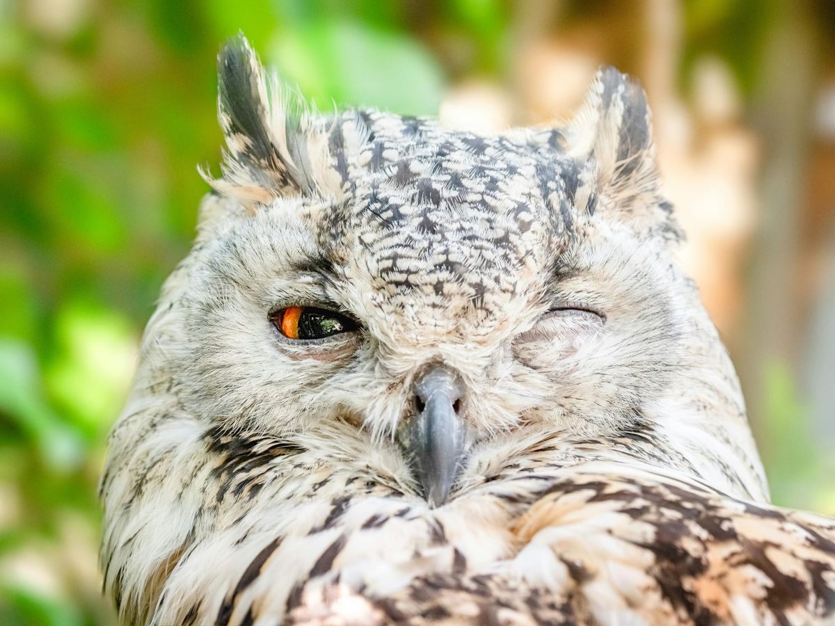How Animal Hearing Works: Lessons from Owls, Mammals, and Auditory Systems
