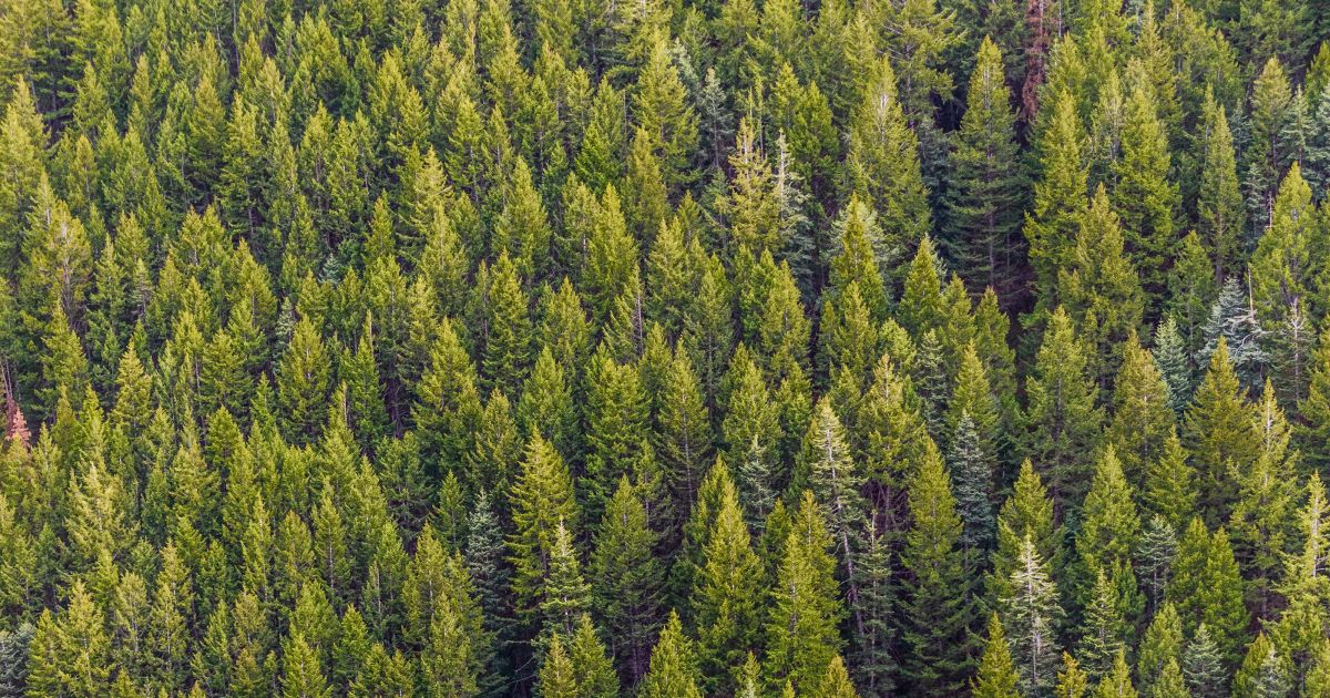 Cosmico - Efficient Data Collection and Mapping