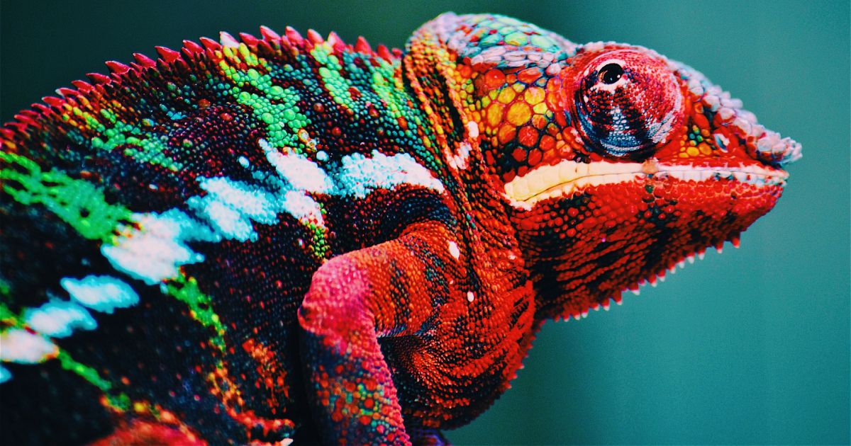 Cosmico - Scaling Business Stay Adaptable