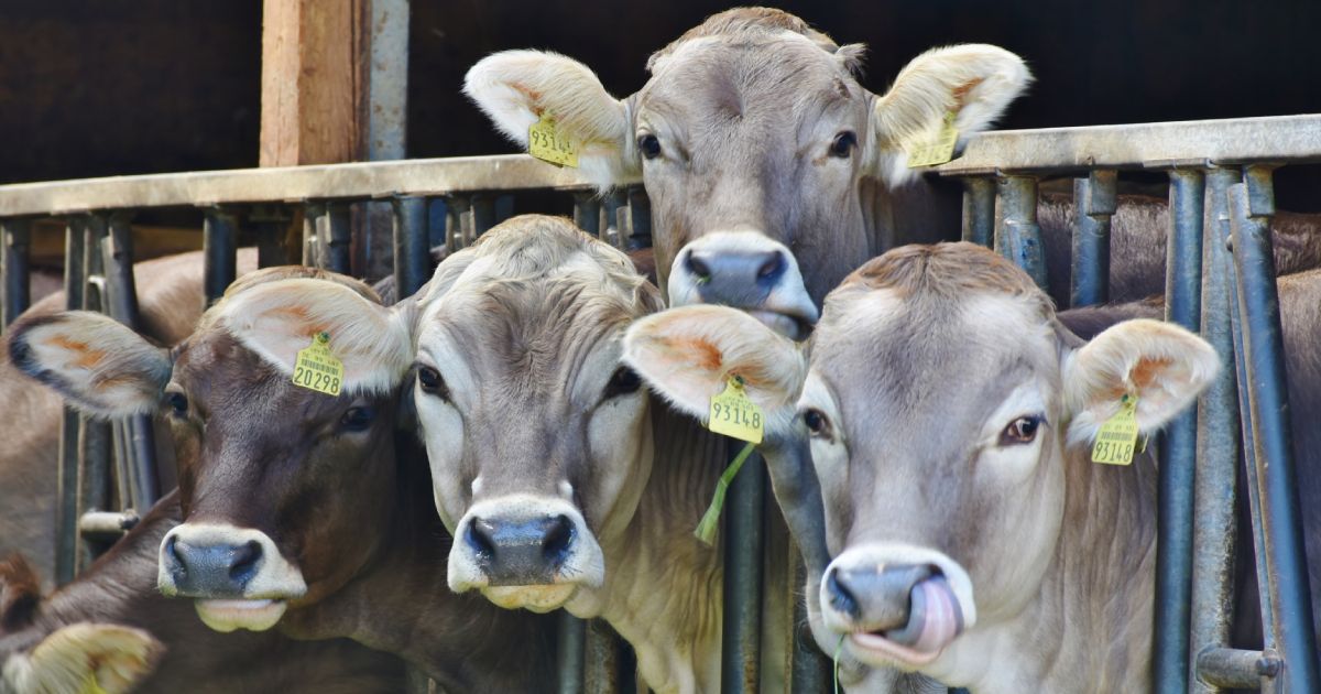 Cosmico - IoT and Smart Farming: Connecting Fields and Livestock