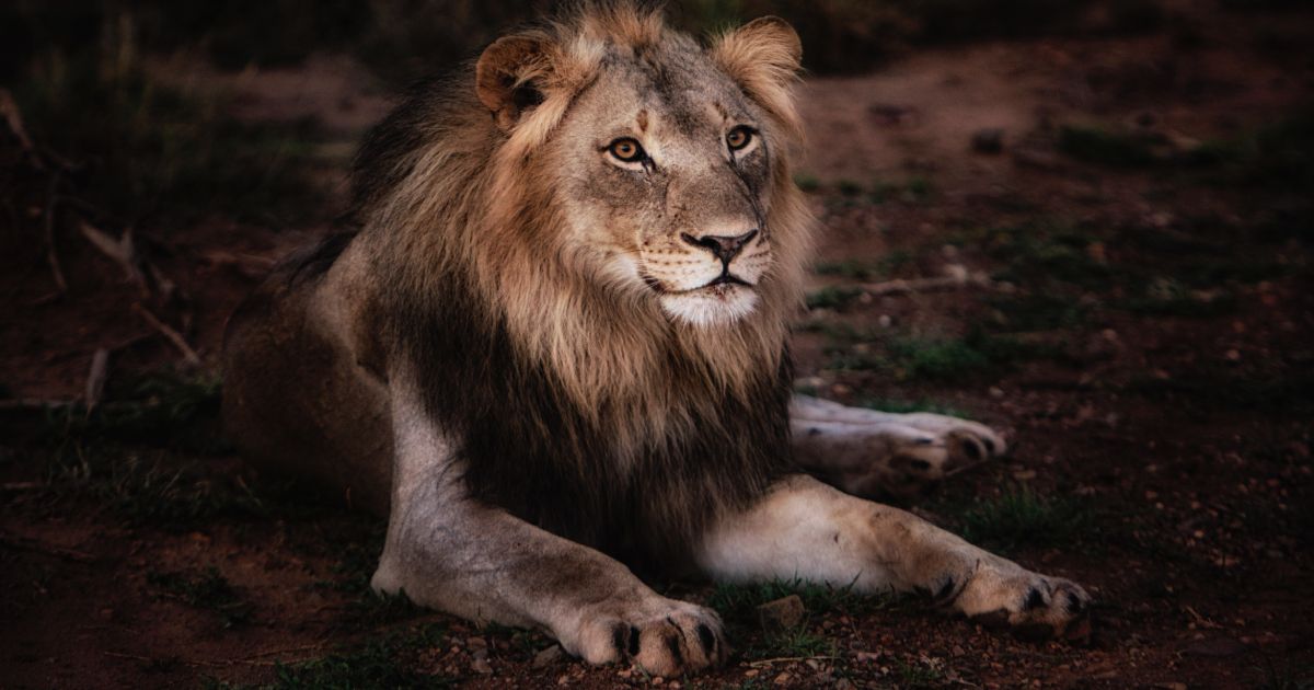 Cosmico - Business Mindset Adaptability and Resilience