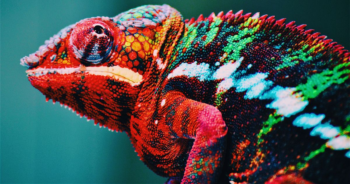 Cosmico - Building SaaS Company Innovation and Adaptability