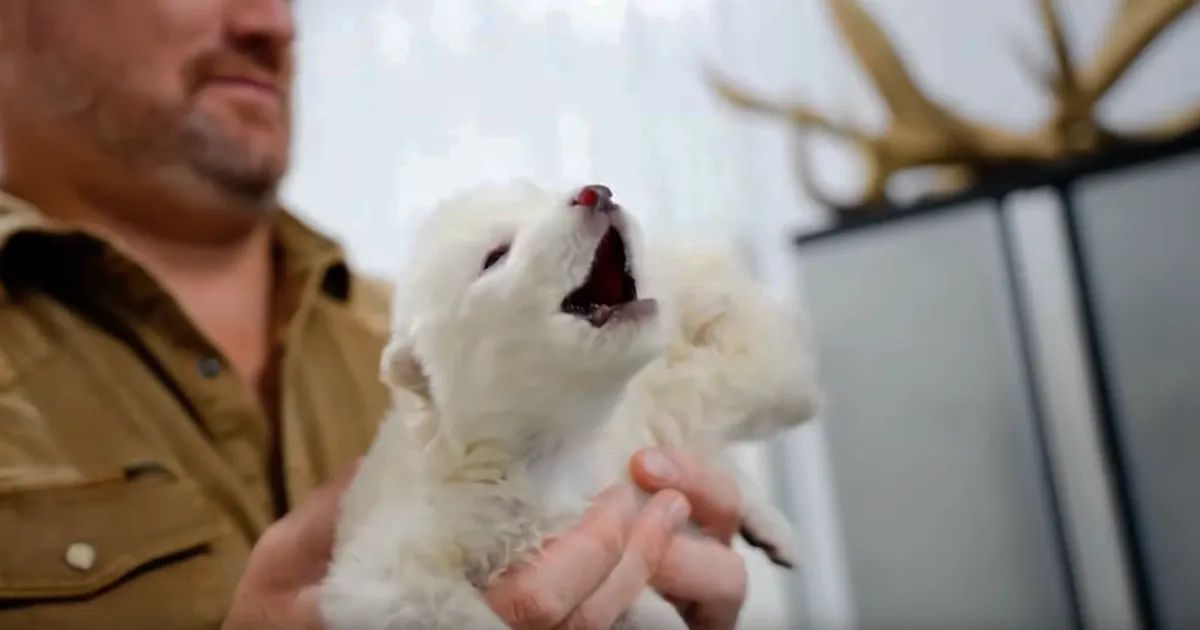 Cosmico - Colossal Biosciences Resurrects Dire Wolf After 12,000 Years