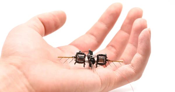 Cosmico - Robotic Pollinators: MIT Debuts Robot Insect