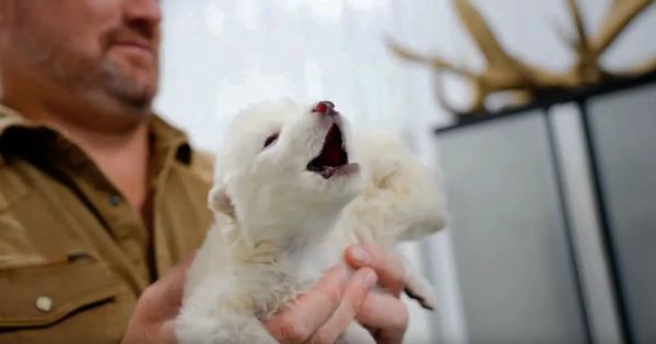 Cosmico - Colossal Biosciences Resurrects Dire Wolf After 12,000 Years