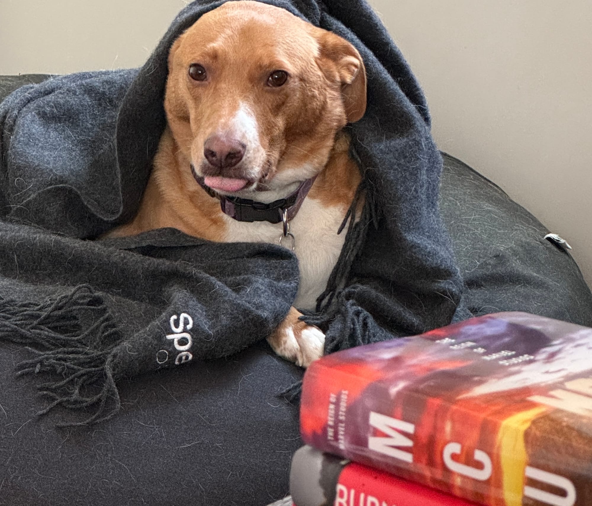 A dog wrapped in a blanket sticking his tongue out at the camera. There is a stack of books in the foreground. 