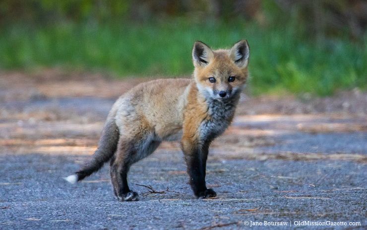 The Pickety Witch — Oof