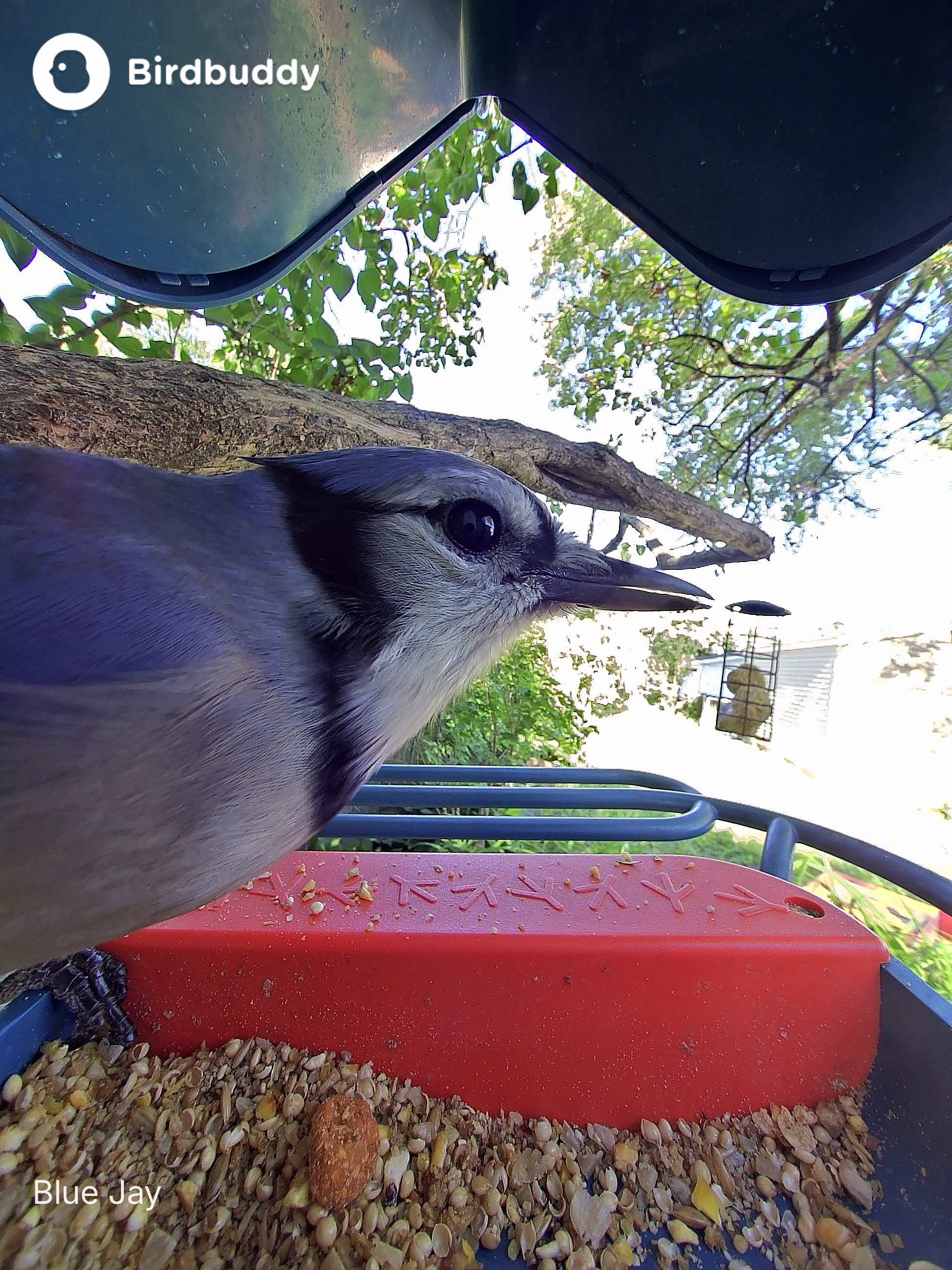 a blue jay perches on a bird feeder on the left side of the frame