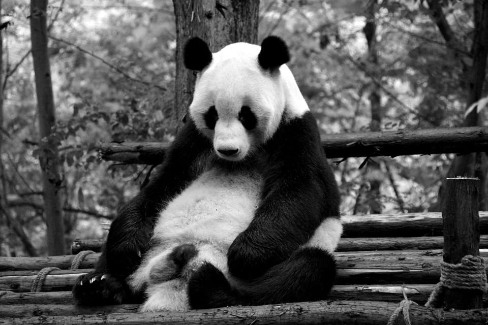 Large giant panda sitting with frumpy posture with belly sticking out looking forlorn and ridiculous.