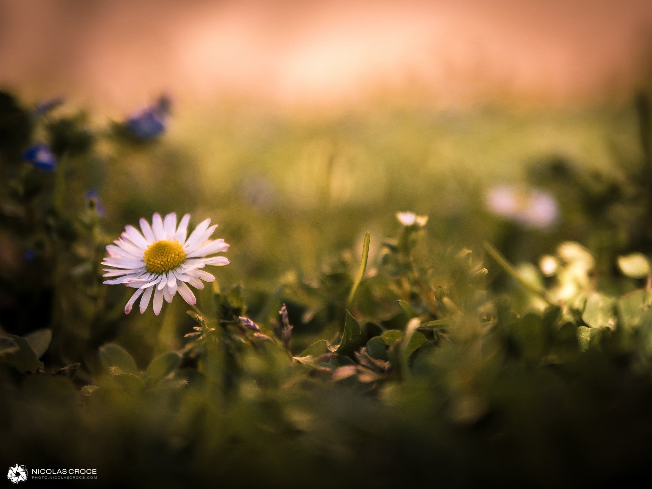 Printemps
