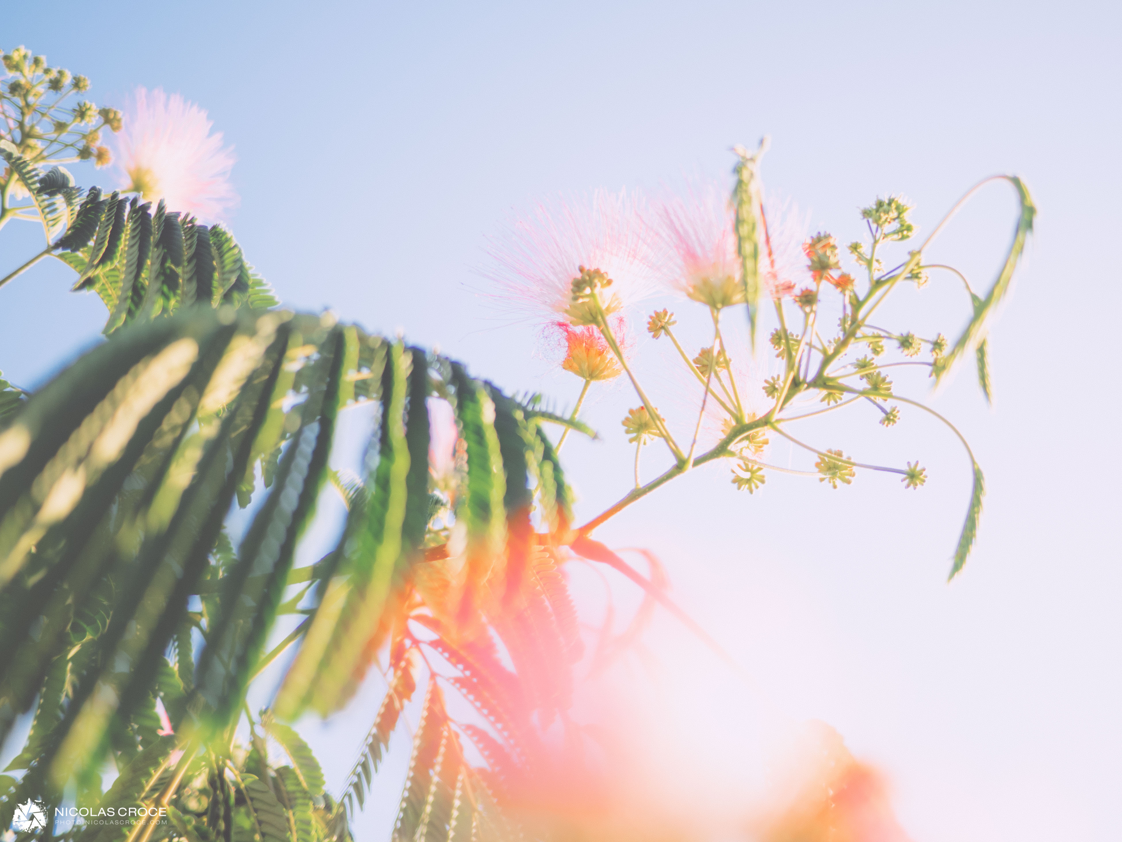Albizia