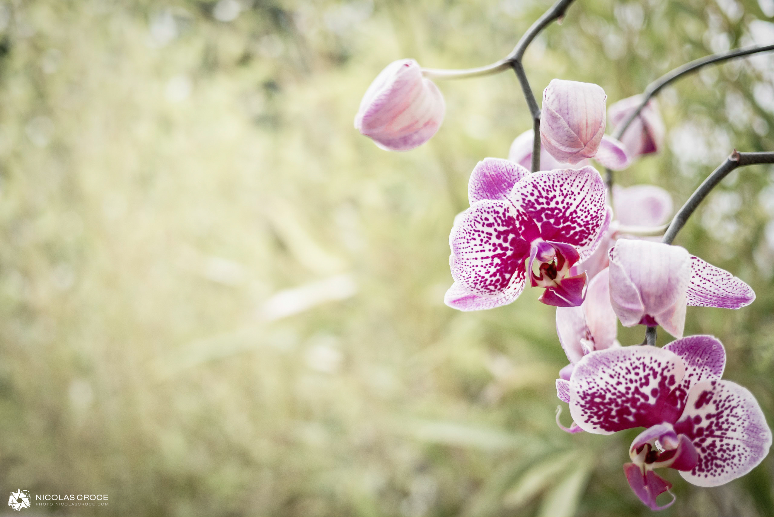 Orchid