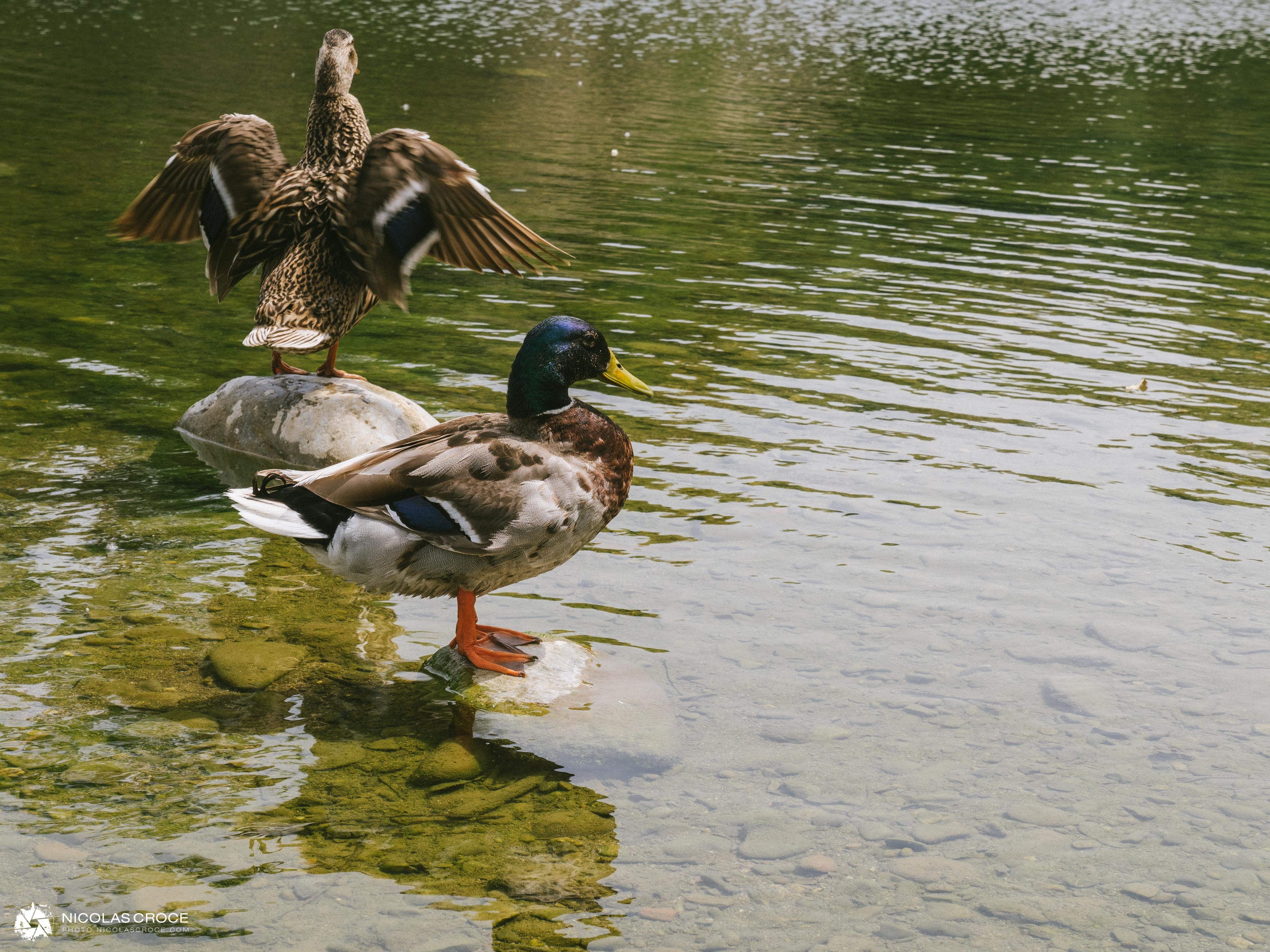 Canards