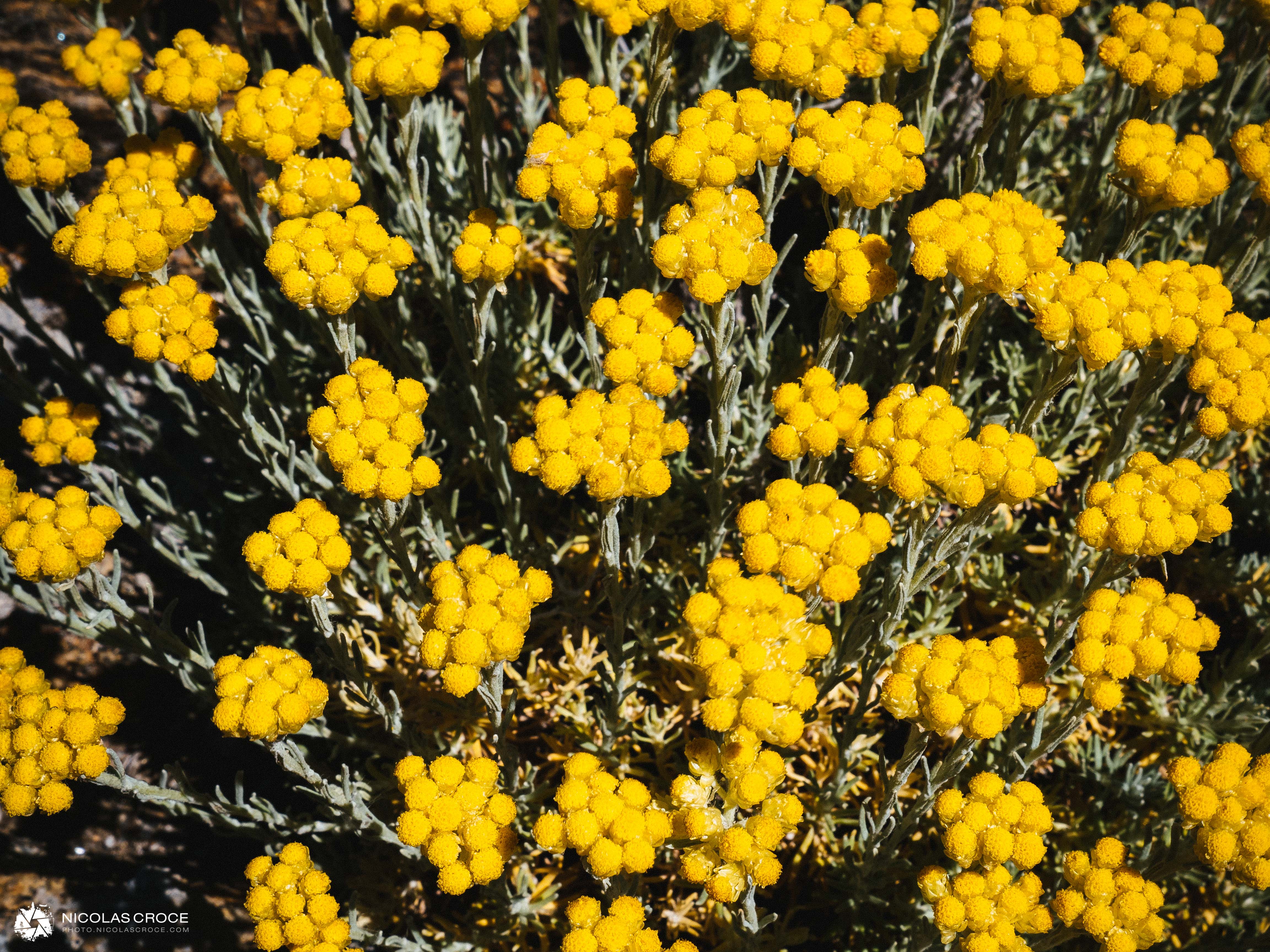 immortelle