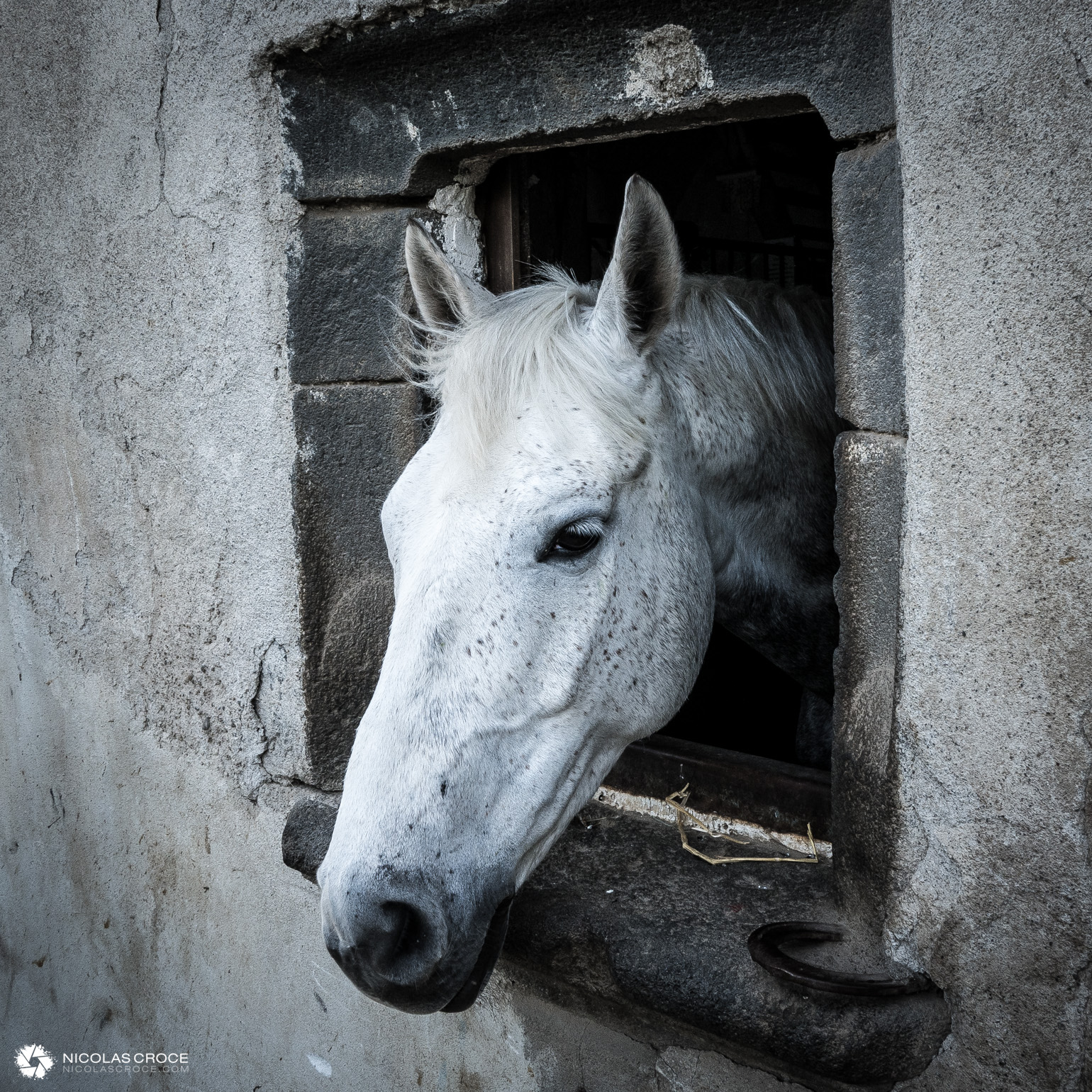 Cheval Auvergnat
