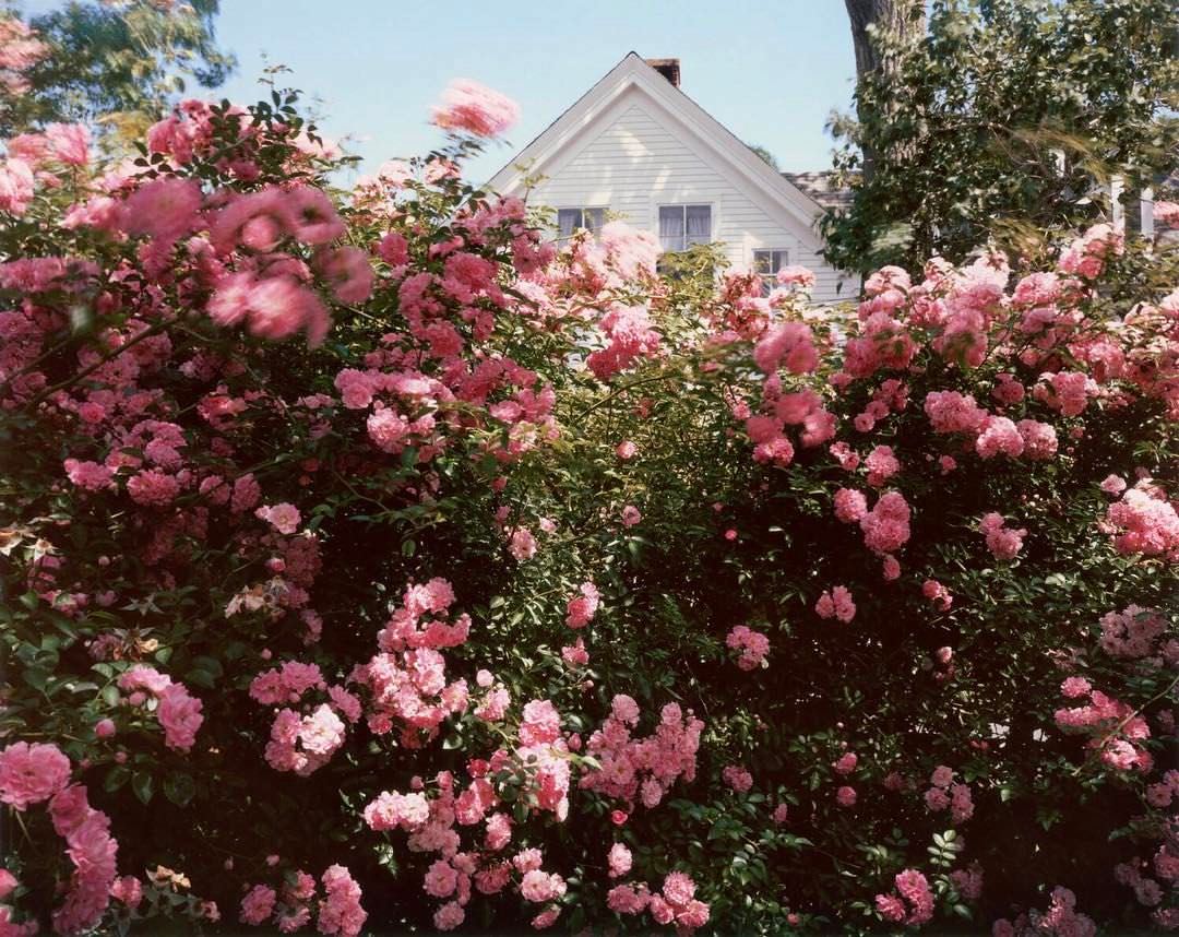Joel Meyerowitz — Wildflowers