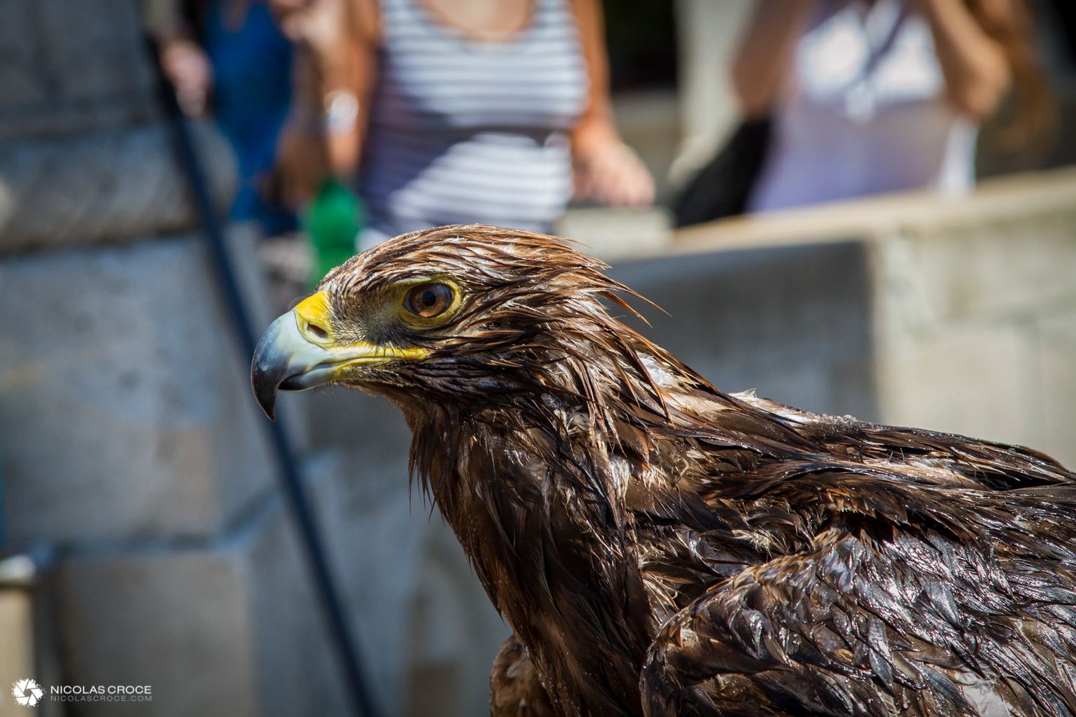Aigle