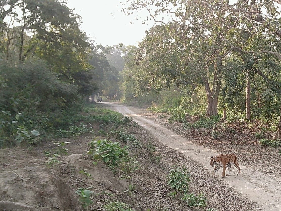 A tiger walking across a dirt path in the forest