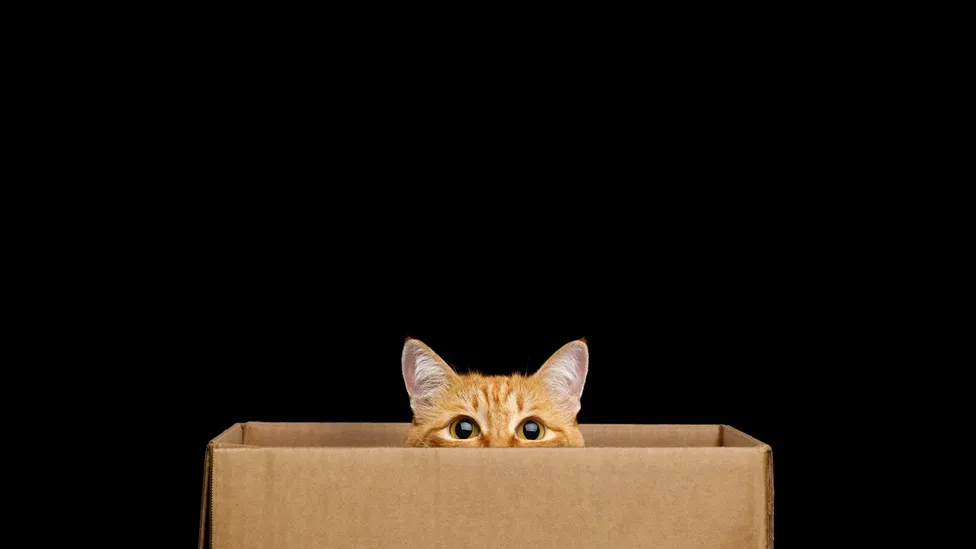A cat peeking out of a cardboard box.
