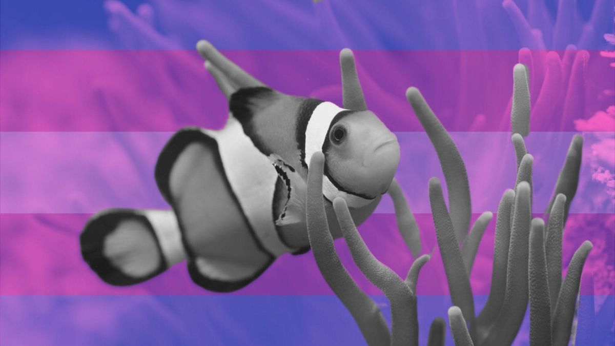 Will the transgender clownfish save us?