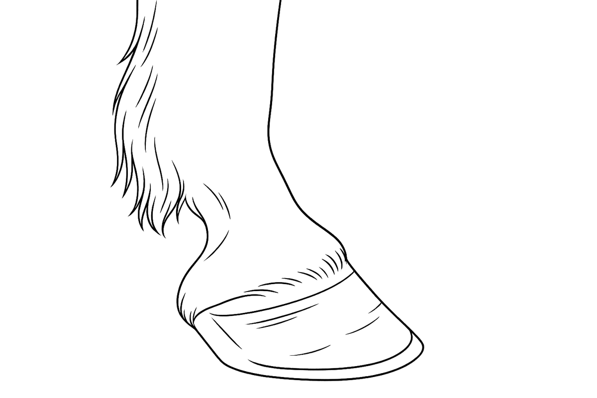 Line illustration of a horse hoof and lower leg in close-up profile