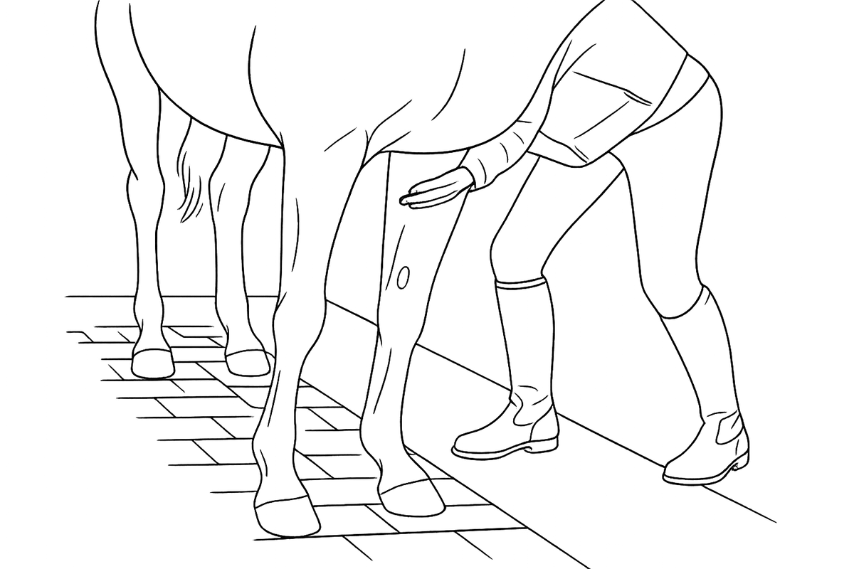 Line illustration of a veterinarian examining a horse's lower leg