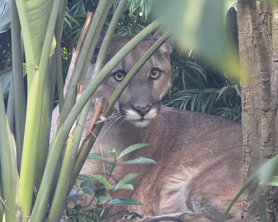 Mountain lion in backyard