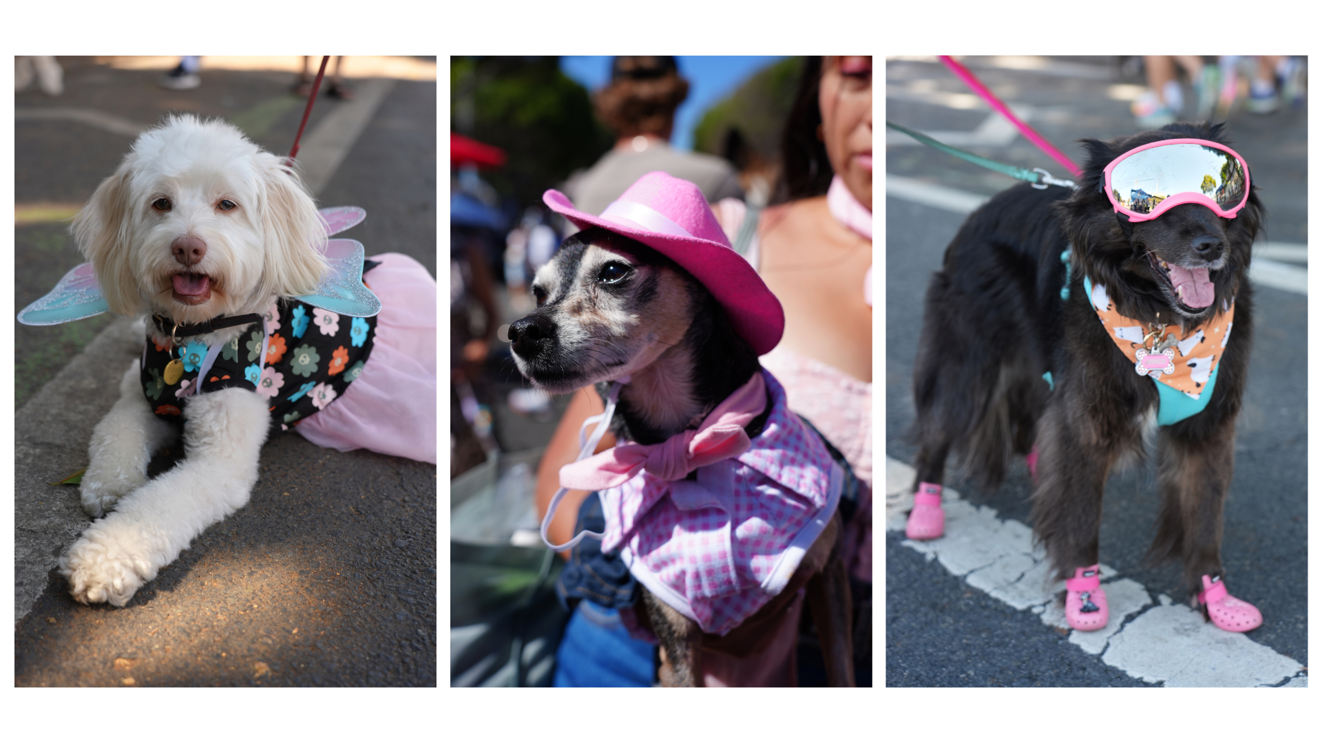 Three dogs in pink costumes