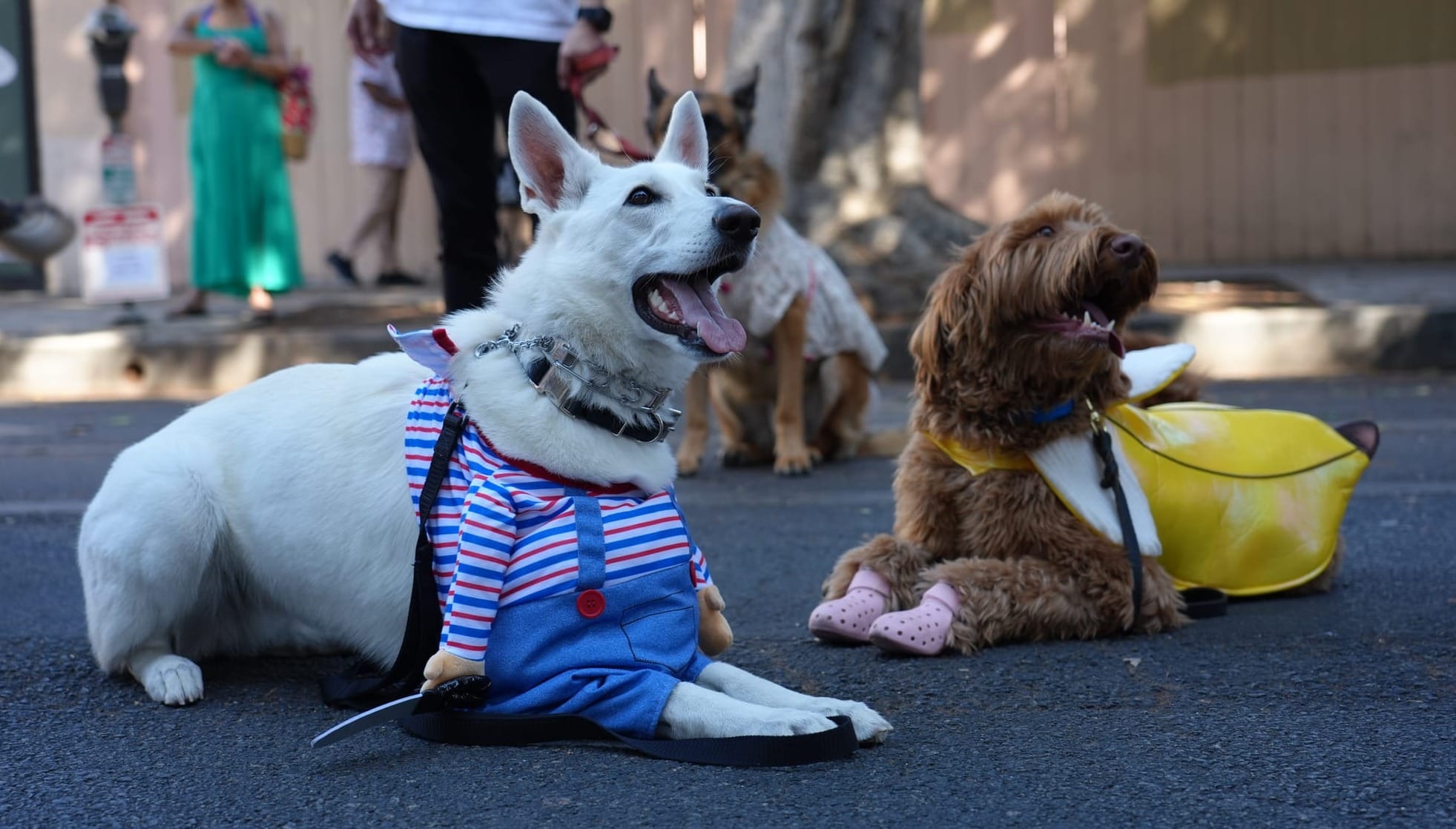 A dog dressed as Chucky beside a dog dressed as a banana