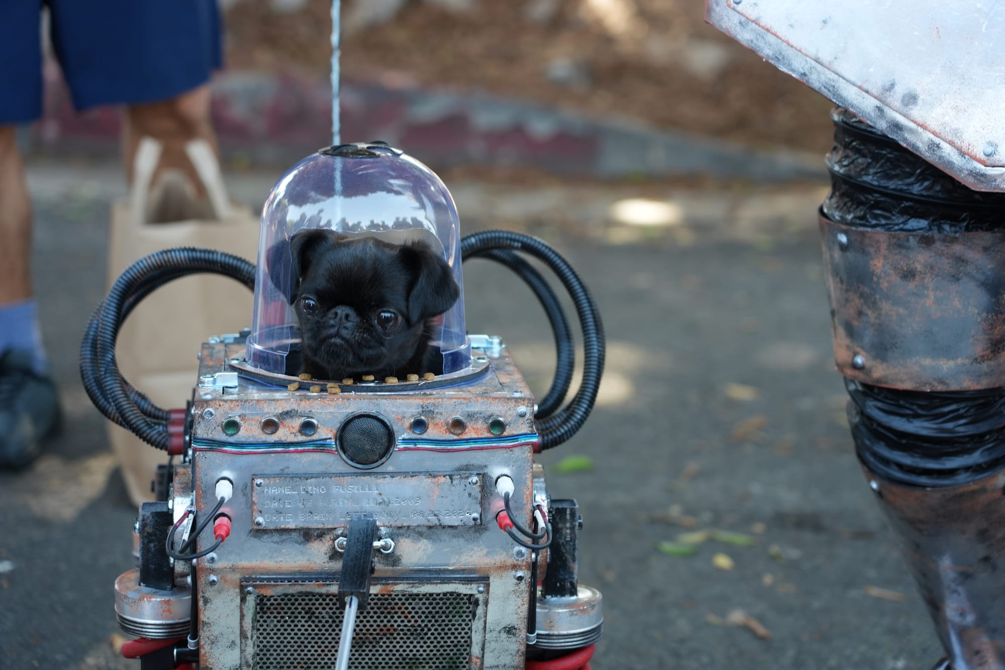 Pug under a glass dome on a robot body