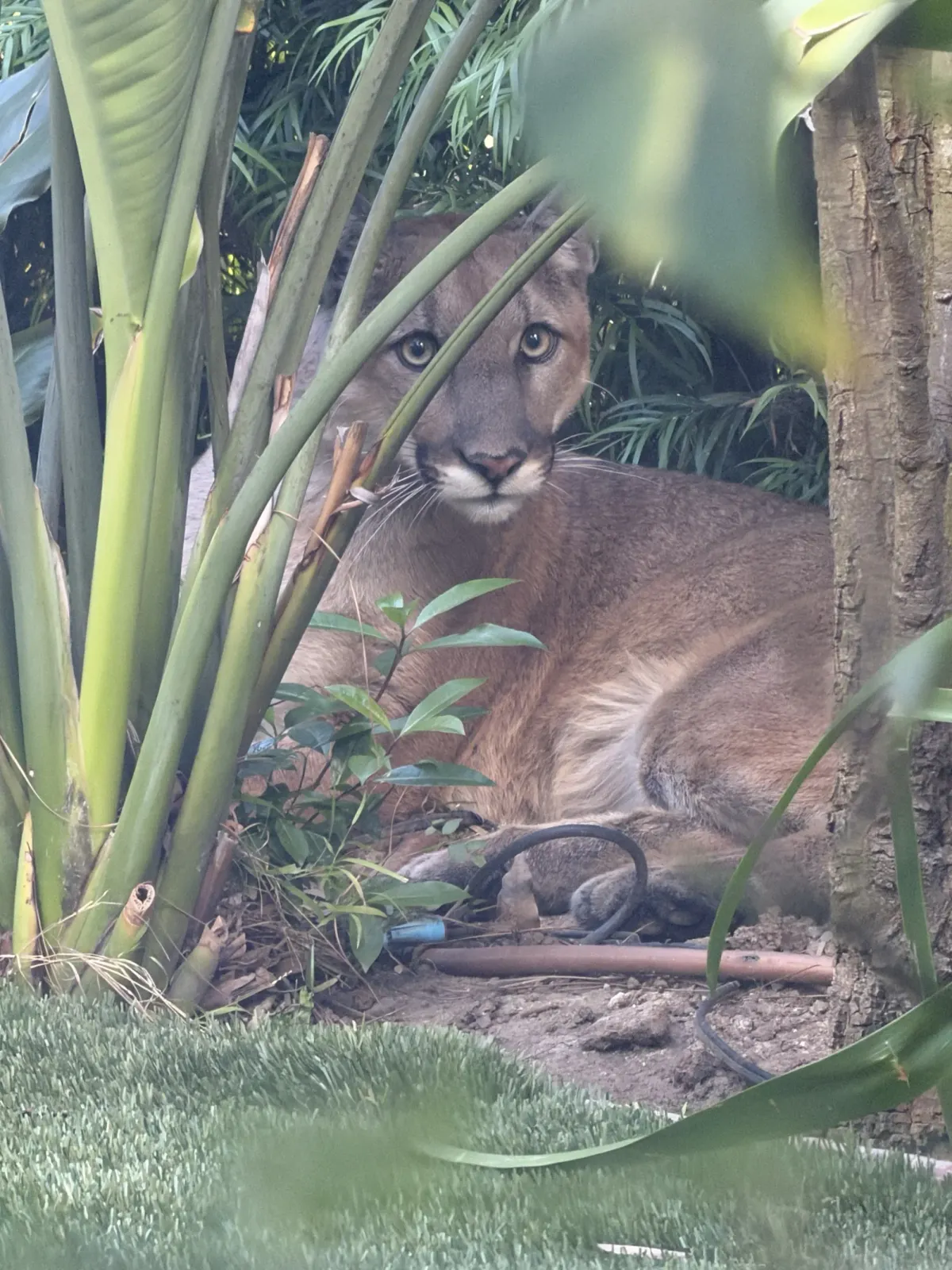 Mountain lion tranquilized after closing 14th St. for most of the day - Santa Monica Daily Press image