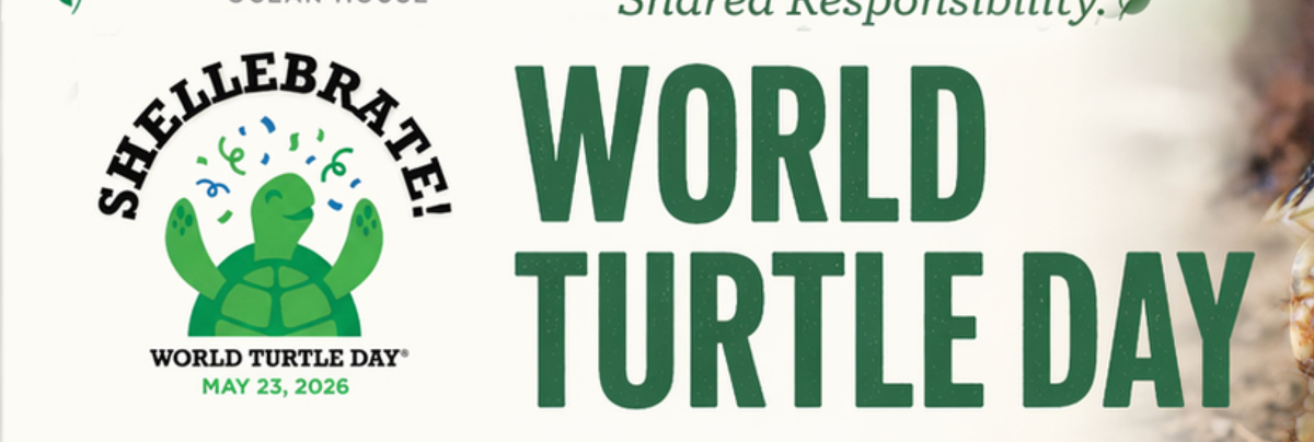 World Turtle Day marks 26th year as turtle populations face uncertain future