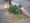 Downtown ginkgo trees vandalized