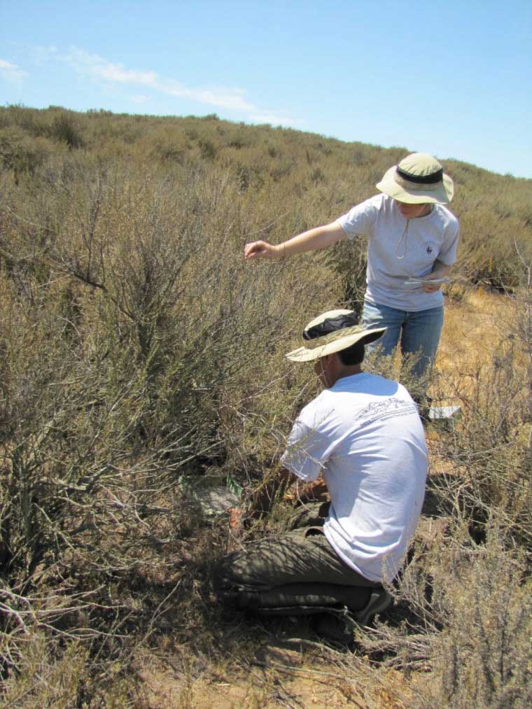 Interns measure plots of California sagebrush that have been injected with various levels of nitrogen as part of a three-year study to learn how air pollution is impacting native plants and fire risk. (Photo courtesy National Park Service)