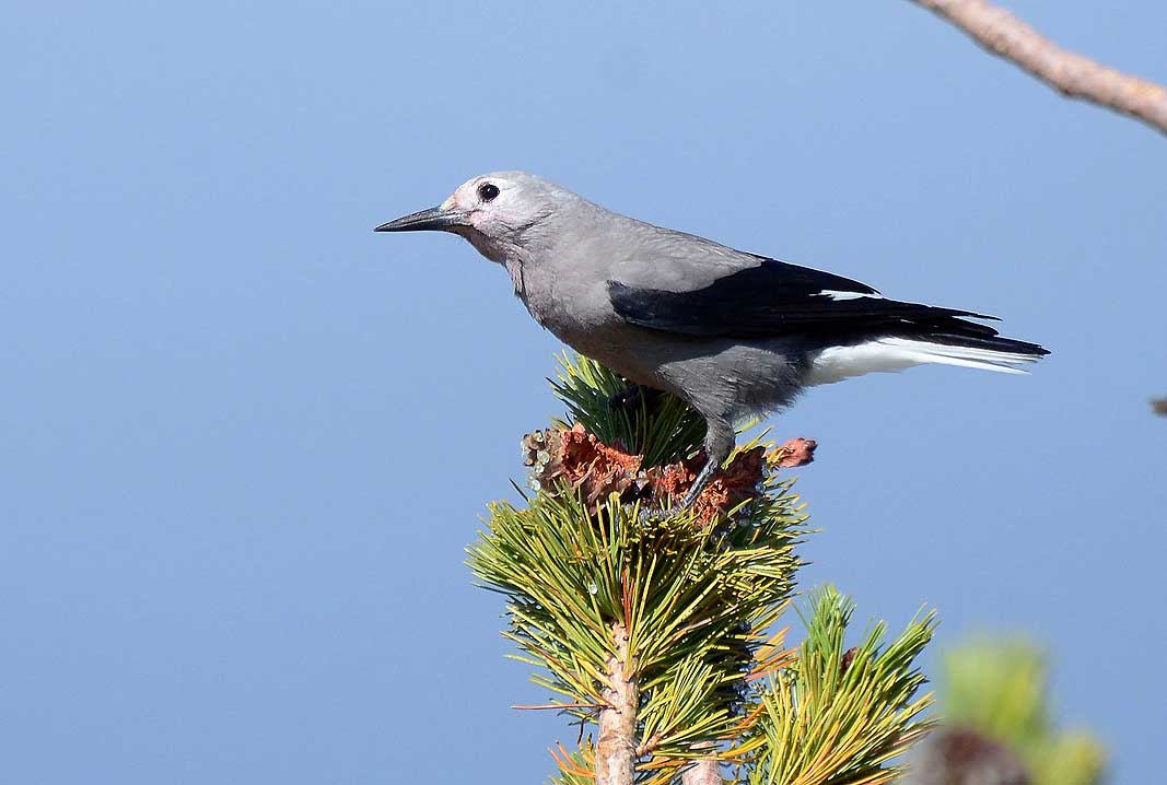 Whitebark Pines, already under seige bya lethal diseasebrought to the continent on imported seedlings, now face a new threat from mountain pine beetles, whichhave expanded into high-elevation forests due to warmer temperatures brought on by climate change. Pictured: a Clark's Nutcracker sits atop a Whitebark Pine in Crater Lake National Park, Ore. (Photo courtesy Frank D. Lospalluto/Flickr)