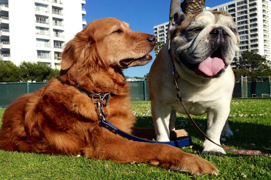 TALKING DOGS: Don't let on, but I think Jack has treats for us in his pocket. (Photo courtesy Matthew Hynes)