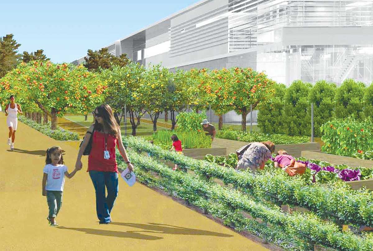 GROWING THE COMMUNITY: Plans for the new Buffer Park include a learning garden. (Rendering courtesy City of Santa Monica)