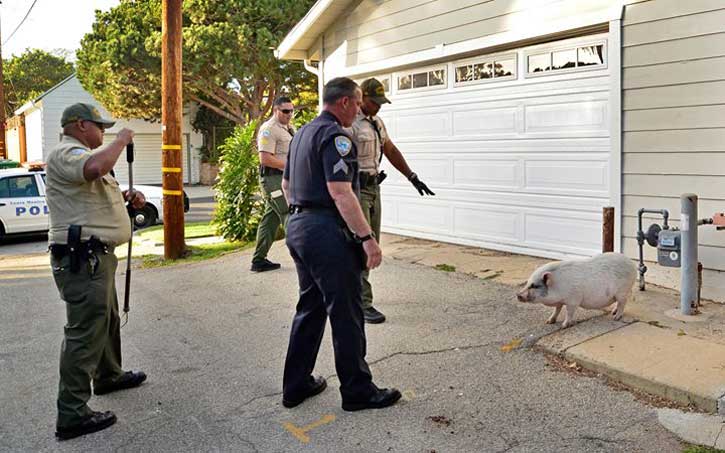 ON THE RUN: This pig wasn't easy to catch. (Photo courtesy Santa Monica Police Department)