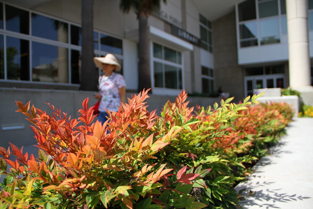 The landscaping around the Main Library on Santa Monica Boulevard was designed to use little water. it contributed to the library earning a Leadership in Energy & Environmental Design Gold Rating. (Photo by Daniel Archuleta)