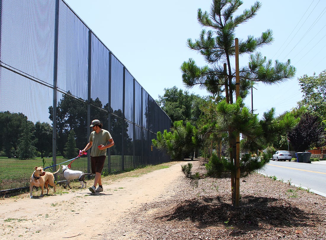A man walks his dog past a pine tree on Dewey Street on Thursday. (Photo by Daniel Archuleta)