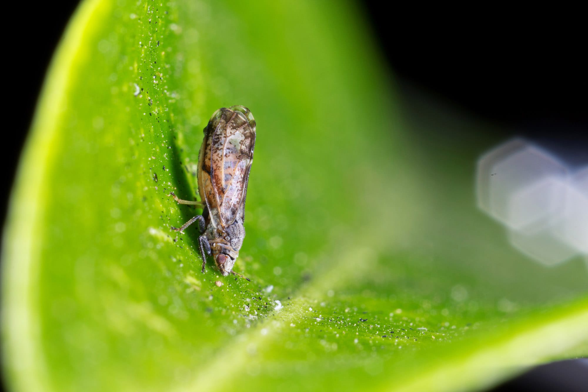 The Asian citrus psyllid is spreading a bacteria that is attacking orange groves, putting the U.S.'s $3 billion citrus industry in jeopardy. (Photo courtesy Mike Lewis/Google Images)