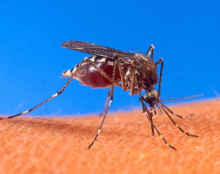 According to Maria Diuk-Wasser at the Yale School of Public Health, the onset of human-induced global warming is likely to increase the infection rates of mosquito-borne diseases like malaria, dengue fever and West Nile virus by creating more mosquito-friendly habitats. (Photo courtesy U.S. Department of Agriculture)