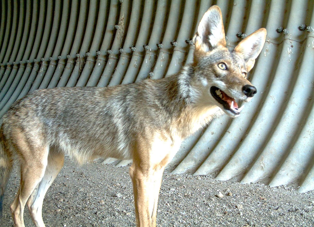 BUSTED: This coyote image was captured with a remote wildlife camera used during a Caltrans study near Thousand Oaks. (Photo courtesy National Park Service)