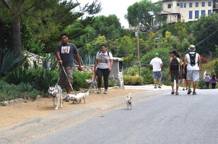 Hikers walk along Winding Way on their way to and from the Escondido Falls trail on a recent weekend. The increasingly popular trail has proven a headache for homeowners and local authorities. (Photo courtesy Julie Ellerton/The Malibu Times)